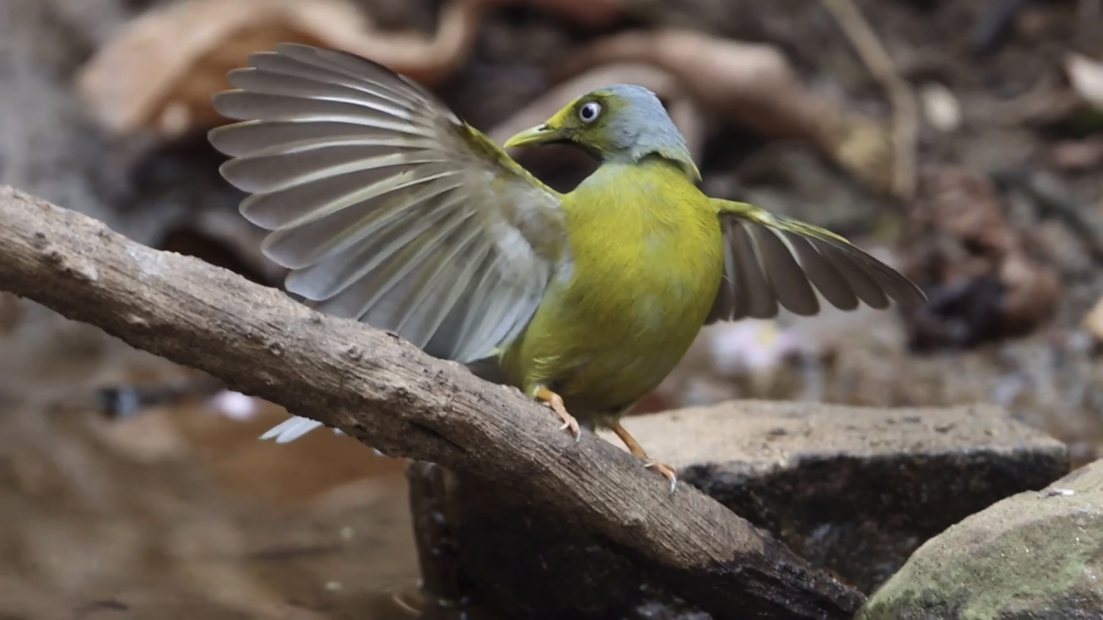 Perching Birds